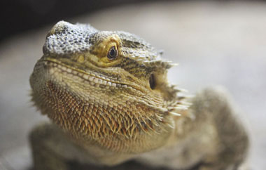 Central Bearded Dragon from the Titchmarsh Animal Centre