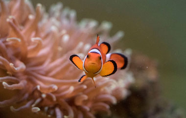 Ocellaris Clownfish from the Titchmarsh Animal Centre