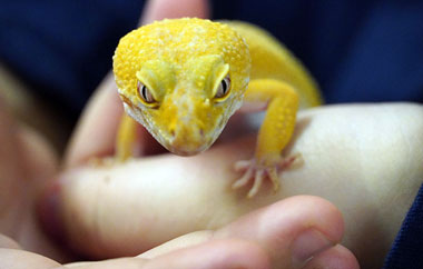 Sunglow Leopard Gecko from the Titchmarsh Animal Centre