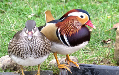 Mandarin Ducks from the Titchmarsh Animal Centre