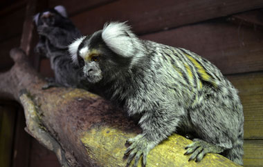 Marmoset from the Titchmarsh Animal Centre