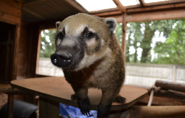 South American Coati from the Titchmarsh Animal Centre