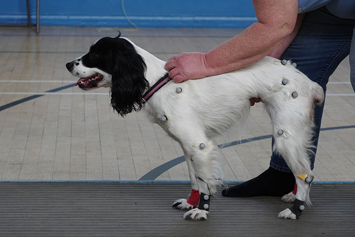 A Spaniel standing with motion tracking points attached