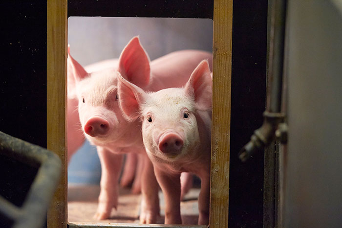 Two little piglets looking into a mirror