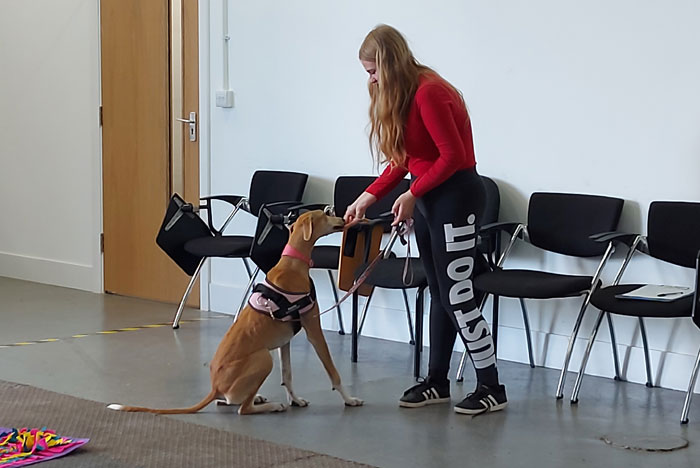 Debbie Emmerson training a dog